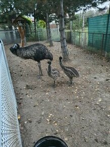 Emu - 1