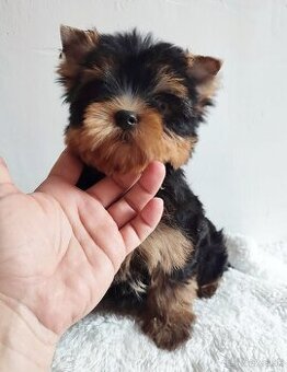 Yorkshire terrier, York - psík s rodokmeňom