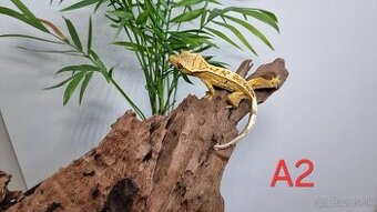 Pagekón riasnatý (Correlophus ciliatus)