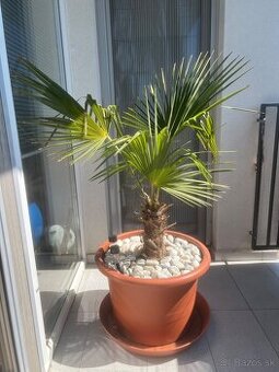 Palma trachycarpus fortunei