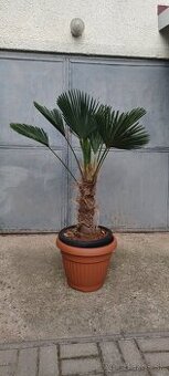 Trachycarpus Wagnerianus -13/-17°C, palma