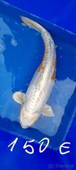 Koi Kapre