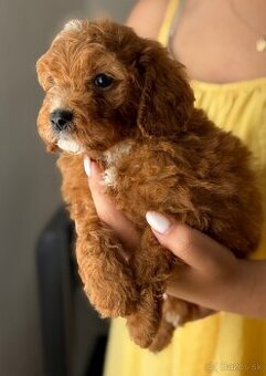 Cavapoo