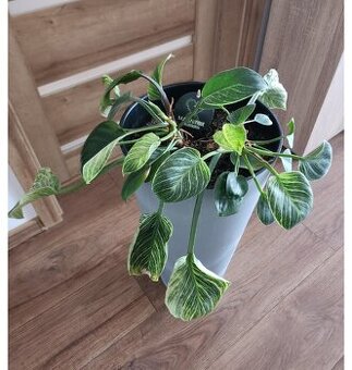 Predám philodendron