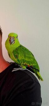 Amazona Auropalliata 2025