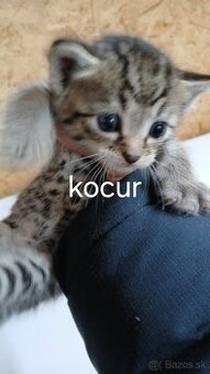 Darujem krasne maciatka