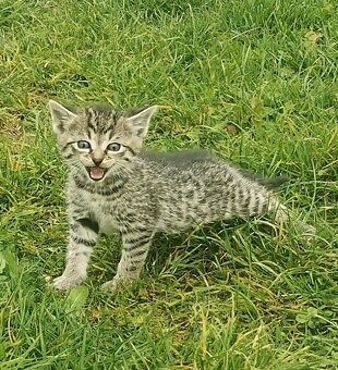 Darujem krásne mačiatka