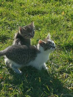 Darujem krásne mačiatka