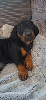 REZERVOVANÉ Jazvečík krátkosrstí, štandard