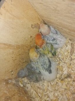 Agapornis fisher na dokrmenie