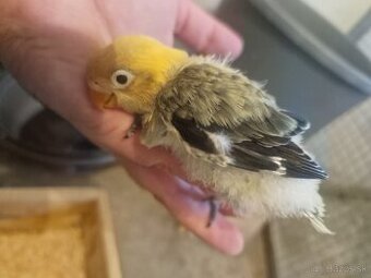 Agapornis fisher na dokrmenie