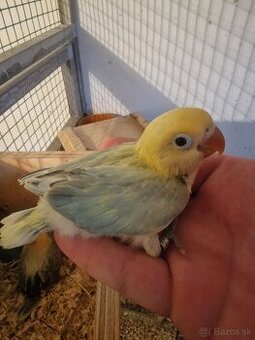 Agapornis fisher na dokrmenie