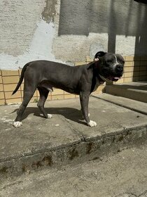 American Bully XL - bez PP