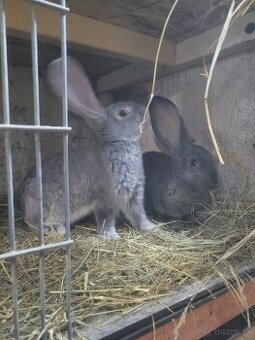 Nos,BO