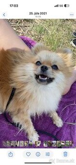 kúpim pomeraniana