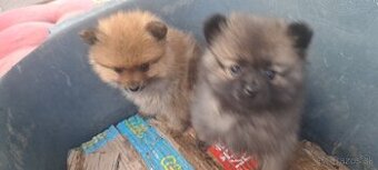 Pomerian nemecky spic zakrpateny