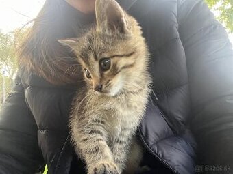 Darujem dvoch kocúrikov