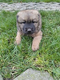 Darujem šteniatko – len do dobrých rúk