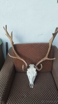 Predám trofej Daniela parožie zhody trofeje.