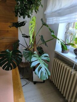 monstera - živý kvet