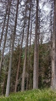 Hľadám prácu ako pilcika