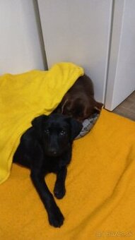 Darujem šteniatko Labradora s Križencom