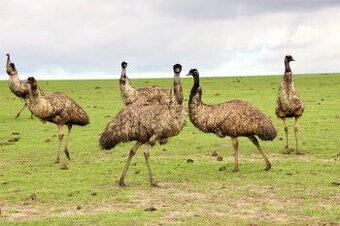 AUSTRALSKE EMU - EMU HNEDY