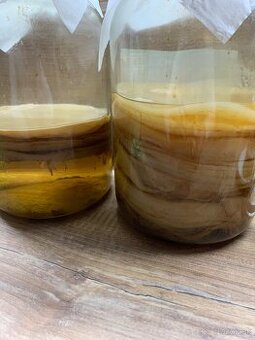 Kombucha