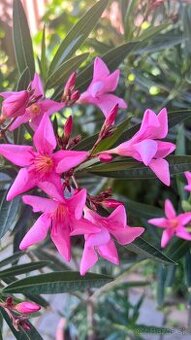 Krásny ružový Oleander