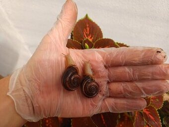 Otala punctata F1 - SÚRNE