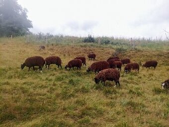 Zwartbles plemenné ovce 3/2024 s POP