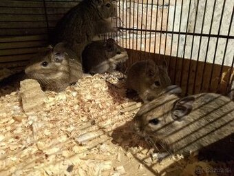 Osmak degu
