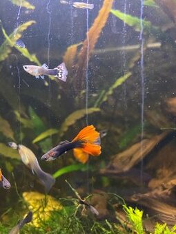 Gubky/Krevety/Prísavníky - 1