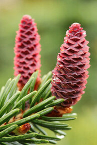 Smrek pichľavý (Picea pungens) alebo strieborný smrek. - 1