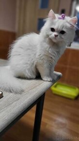 Perska mačka