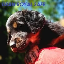 Hovawart - štěňata s PP Royal Safe