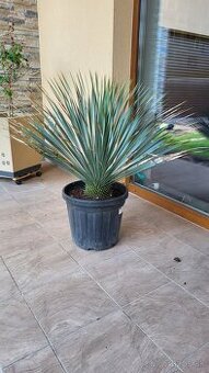 Yucca Rostrata
