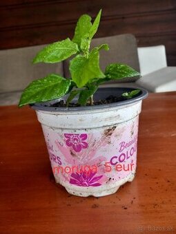 Chili moruga sadenice