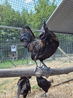 Ayam cemani - 1