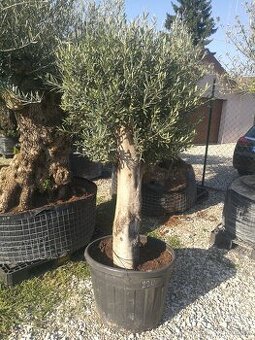 Olivovník bonsai