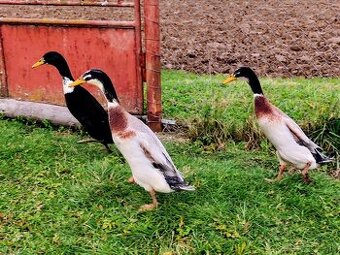 Káčer indický bežec