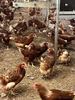 Predaj sliepok z rozvozom