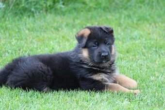 Šteniatka nemecký ovčiak