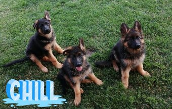 Šteniatka nemecký ovčiak