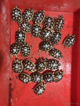 Suchozemská korytnačka-môj odchov 2025 . - 1