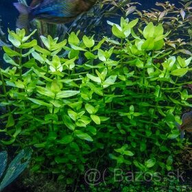 Bacopa Caroliniana - akvarijná rastlina - 1