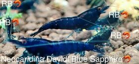 Premium Krevetky - Neocaridina Davidi Blue Sapphire PREMIUM