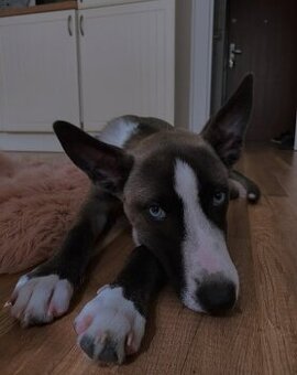 Husky x staford