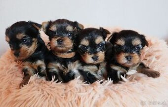Yorkshire Terrier