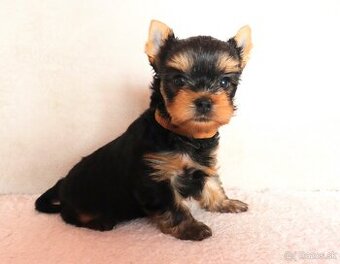 Yorkshire Terrier, York, Jork, Yorkshirsky teriér, šteniatka